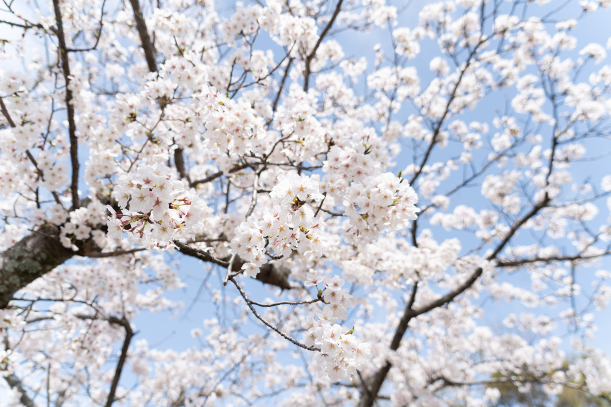 令和７年度入学式を挙行しました